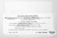 Uromyces armeriae image